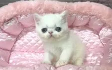 エキゾチックショートヘア【岐阜県・女の子・2021年6月22日・ホワイト】の写真5「かわいい💕」