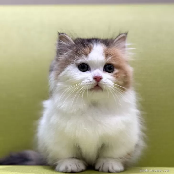 ID:2501-00314の子猫
