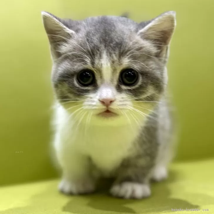 ID：2501-00316の子猫