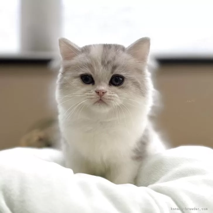 ID:2503-01914の子猫