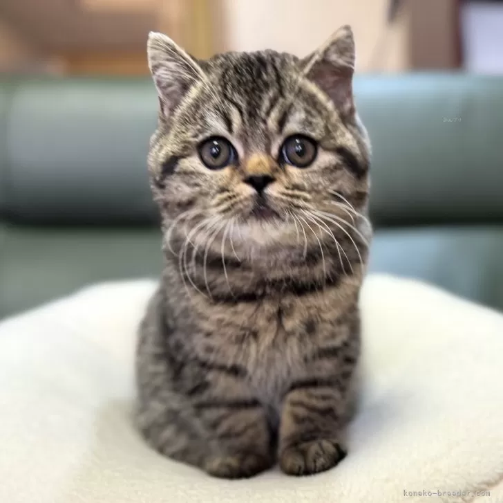 ID:2412-00620の子猫