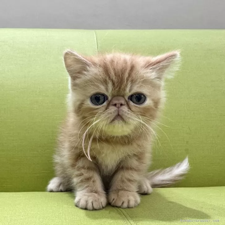 ID:2504-03170の子猫