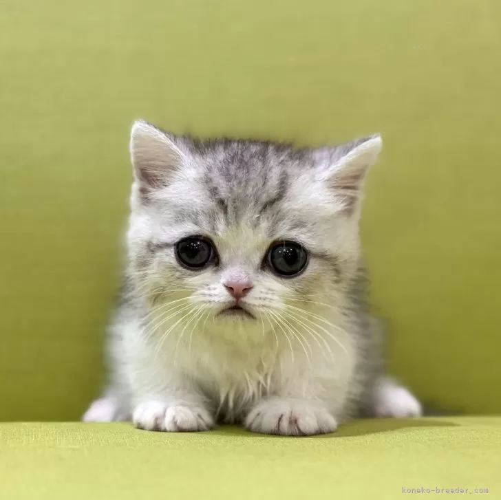 ID:2503-01921の子猫
