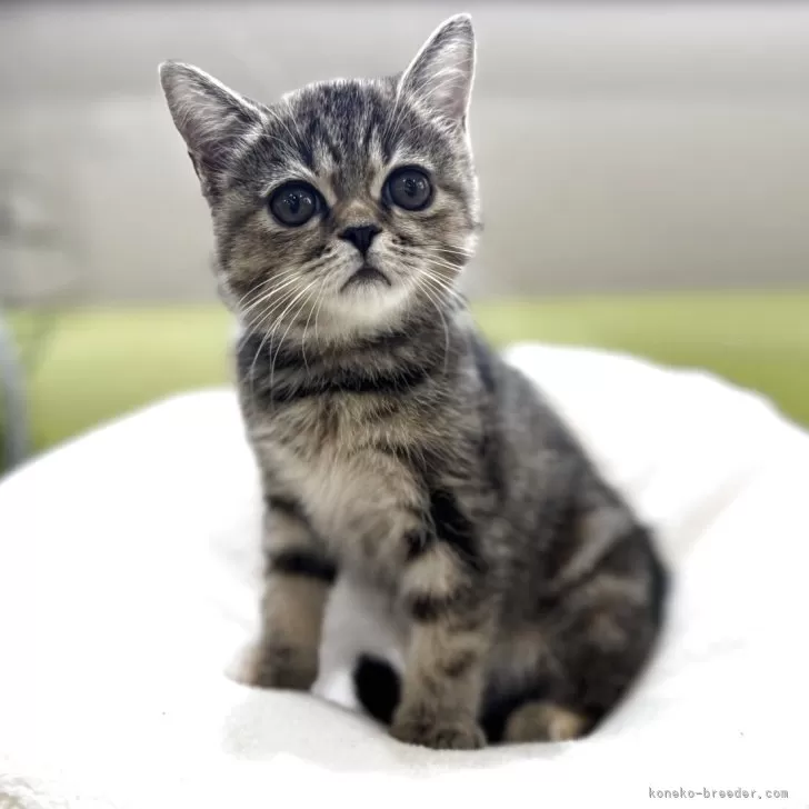 みんみん 様のお迎えした子猫