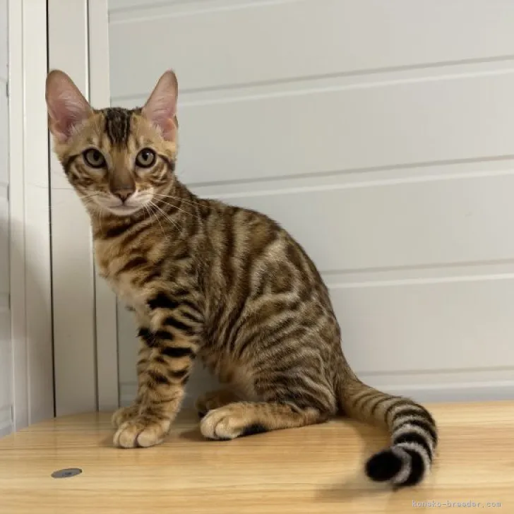 ID:2306-00872の子猫