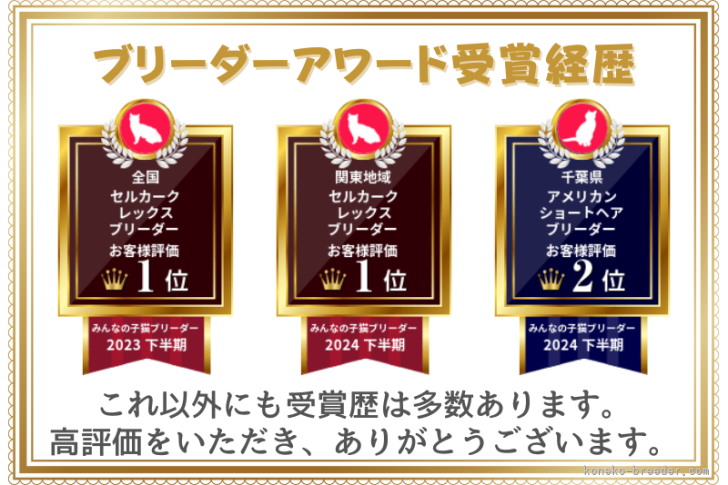 セルカークレックスは全国１位になりました。｜時田　陽平(ときた　ようへい)ブリーダー(千葉県・アメリカンショートヘアなど・PCC登録)の紹介写真9