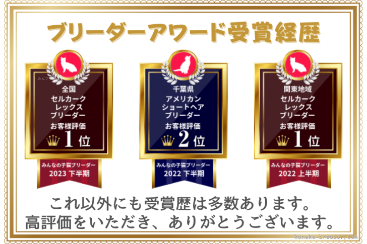 セルカークレックスは全国１位になりました。｜時田　陽平(ときた　ようへい)ブリーダー(千葉県・アメリカンショートヘアなど・PCC登録)の紹介写真9