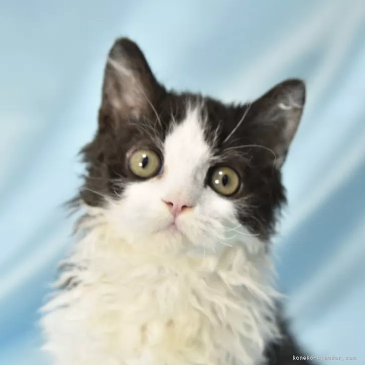 ID:2404-01998の子猫