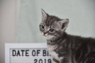 アメリカンショートヘア【千葉県・女の子・2019年8月15日・ブルーシルバータビー】の写真「元気いっぱい！」