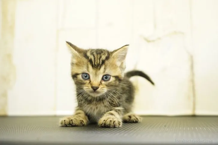 ID:2108-02298の子猫