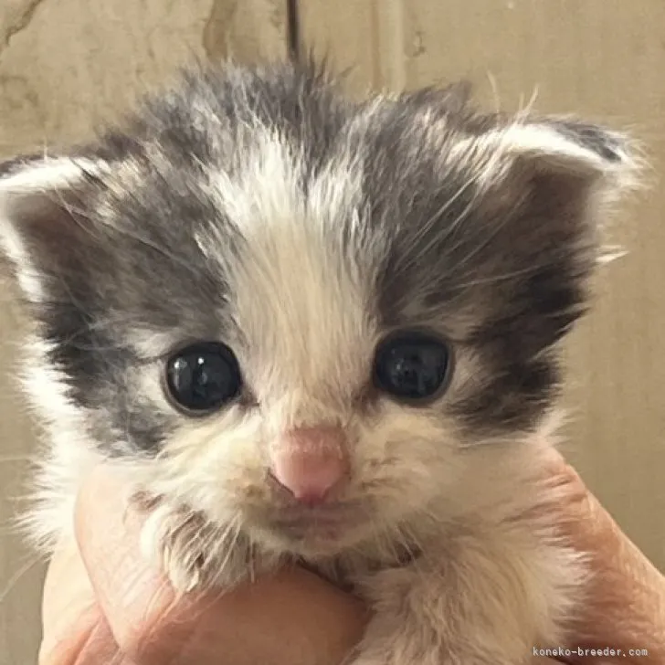 ID:2305-01695の子猫
