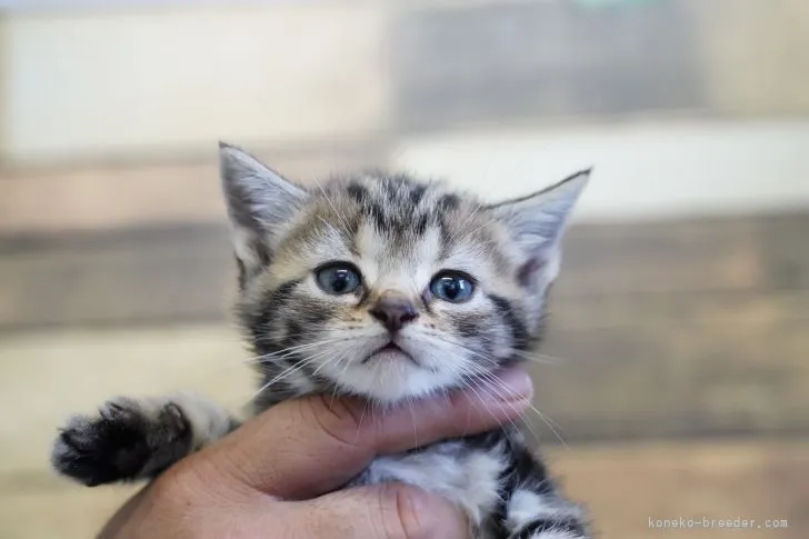 ID:2104-01278の子猫