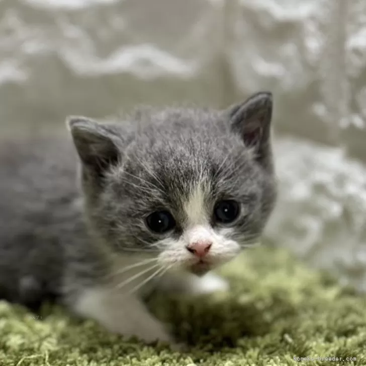 kenji komatsu 様のお迎えした子猫