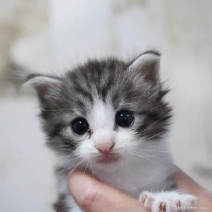 ID:2209-02247の子猫