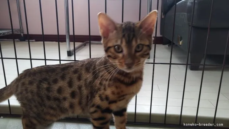 ID:2203-01473の子猫