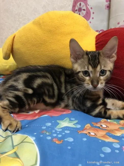ID:1809-00511の子猫
