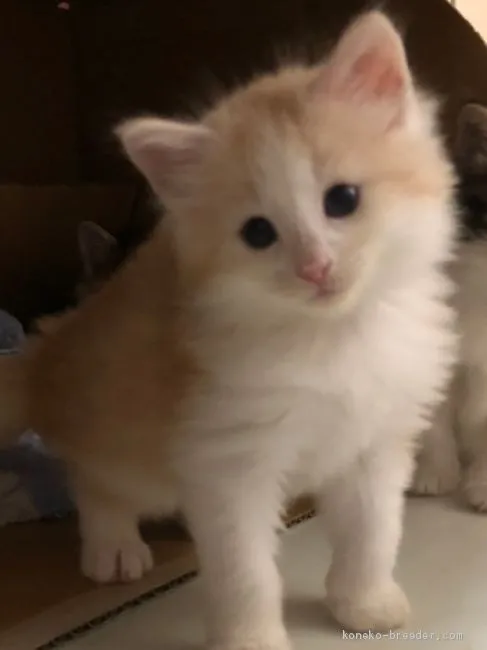 ID:2006-01295の子猫