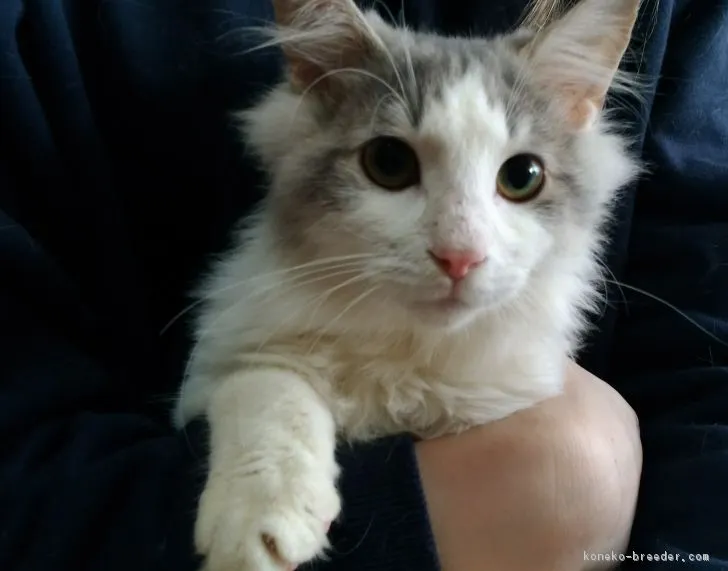 ID:1902-00569の子猫