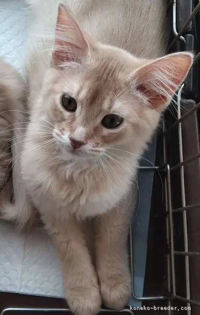 ID:2202-00636の子猫