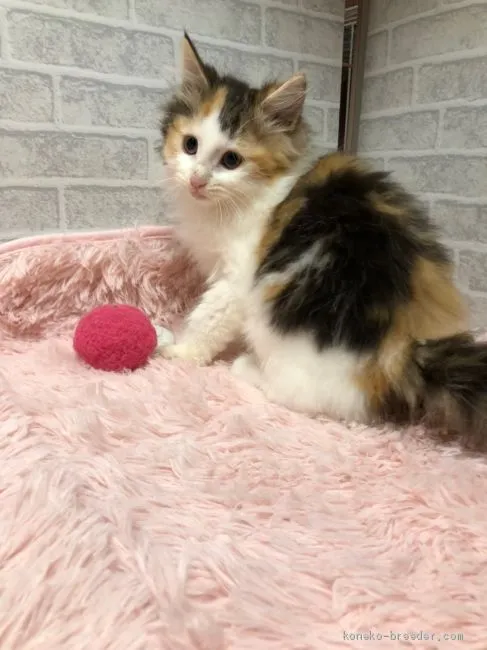 ID:1911-01626の子猫