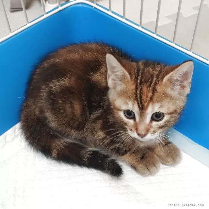 ID:2504-03126の子猫