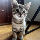 ベンガル