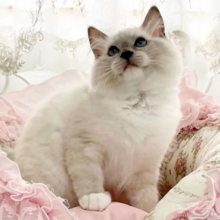 ID:2208-00041の子猫