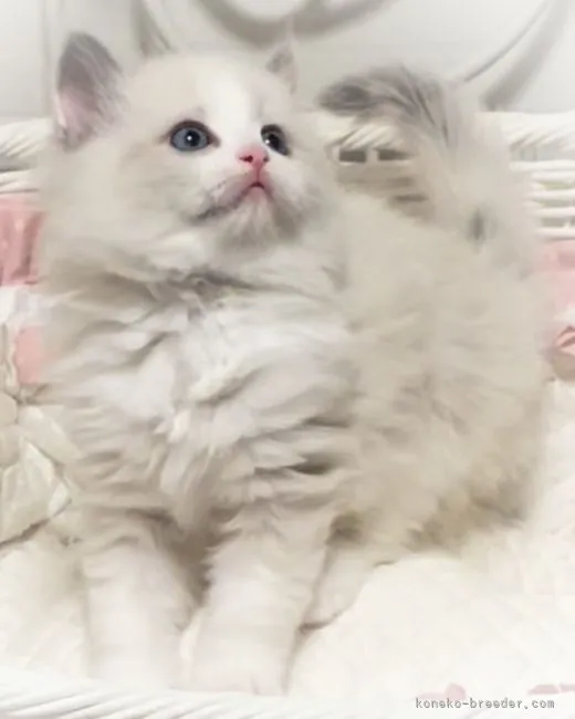 ID:2203-01825の子猫