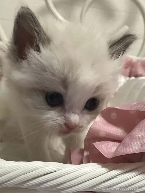 ID:1904-01632の子猫