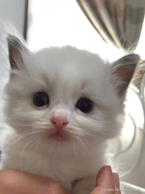 ID:1812-00981の子猫