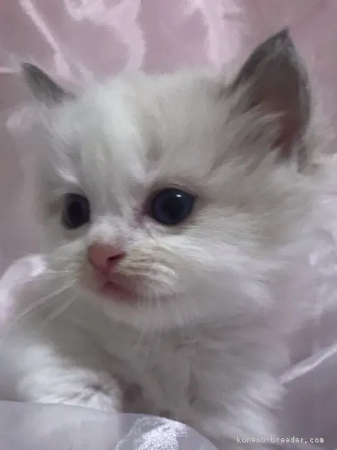 ID：1812-00837の子猫