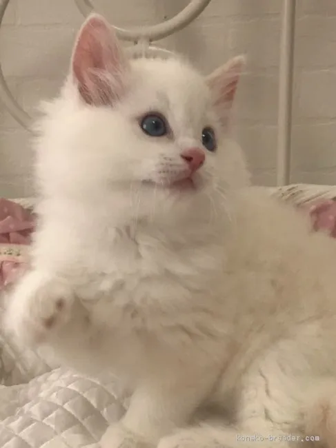 ID:1905-01037の子猫
