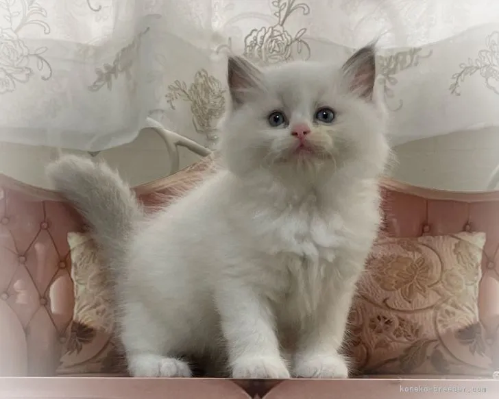 ID:2204-02719の子猫