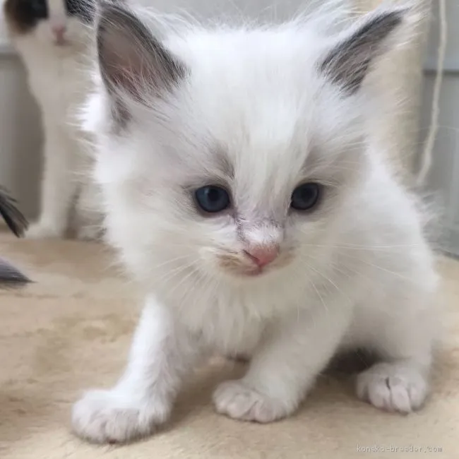 ID:1904-01627の子猫