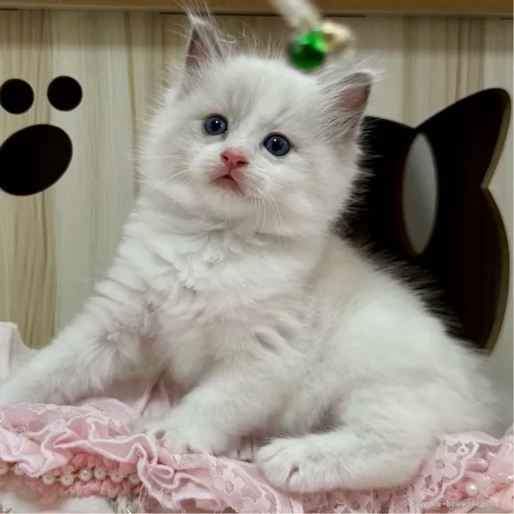ID:2503-03025の子猫
