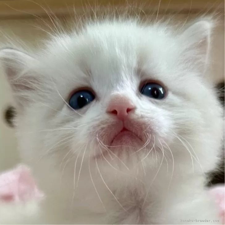 ID：2503-01700の子猫