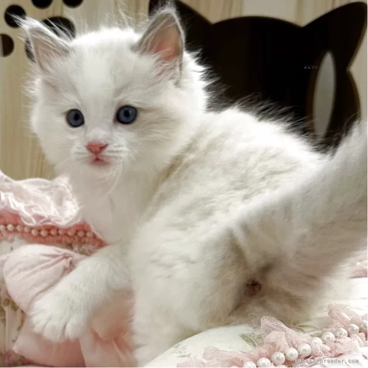 ID:2504-02125の子猫