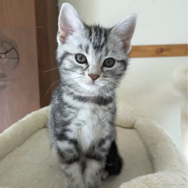 ID:2404-00611の子猫