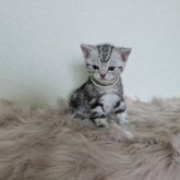 アメリカンショートヘア