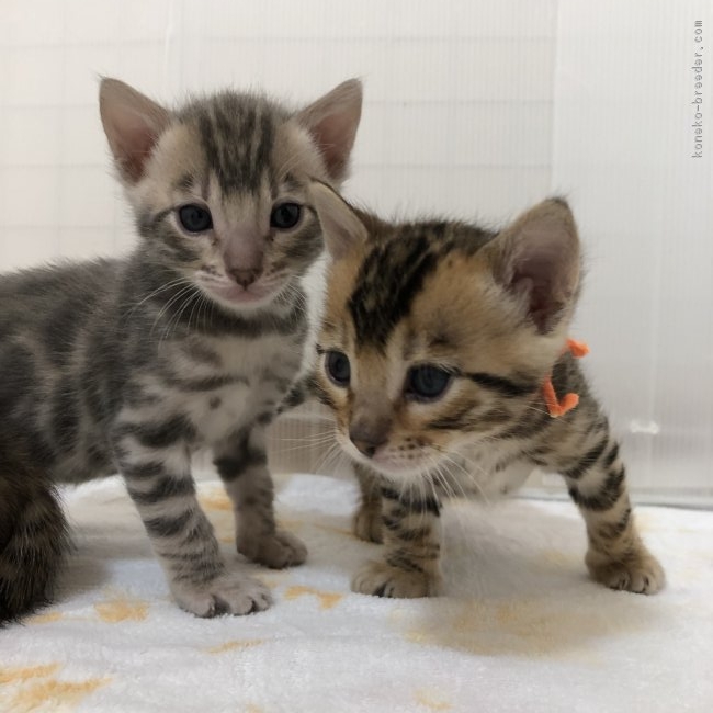 生後4週間になりました O O 高倉千草ブリーダー みんなの子猫ブリーダー