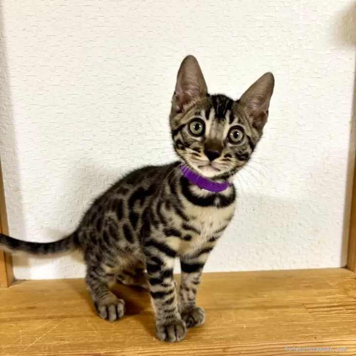 ID:2503-01734の子猫