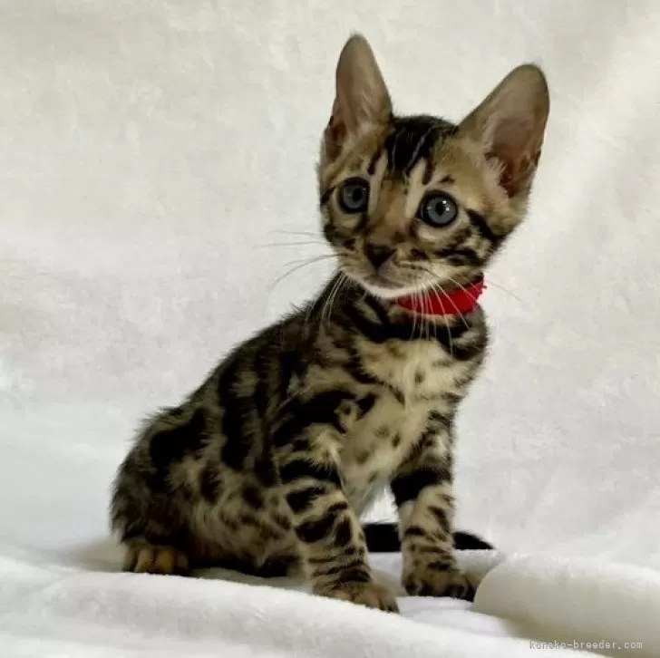 ID:2501-02043の子猫