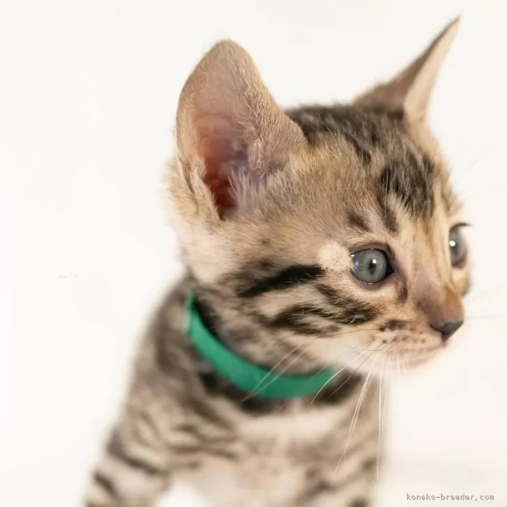 ID:2503-01735の子猫