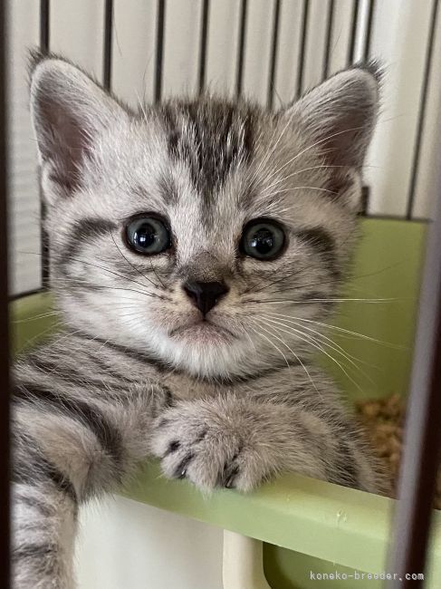 アメリカンショートヘア 山形県 女の子 21年6月10日 シルバータビー 可愛い お顔です みんなの子猫ブリーダー 子猫id 2107