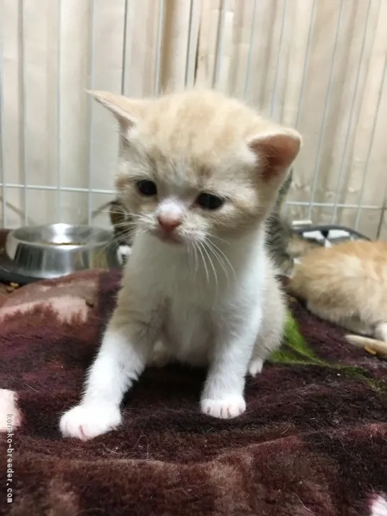 ID:1811-01644の子猫