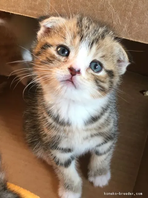 ID:1902-00739の子猫