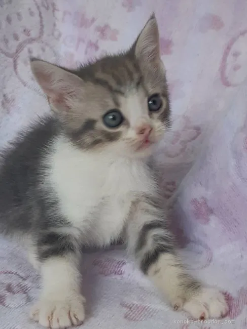 ID:2002-00540の子猫