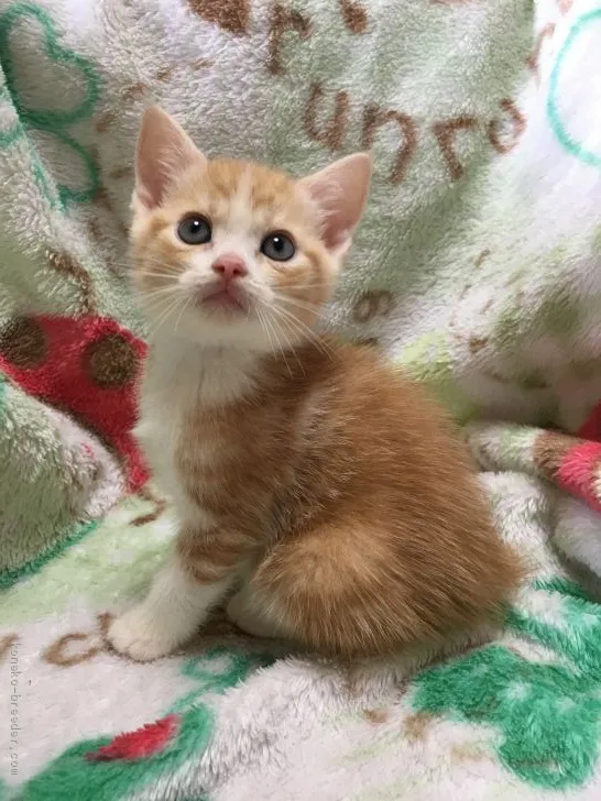 ID:2002-00556の子猫