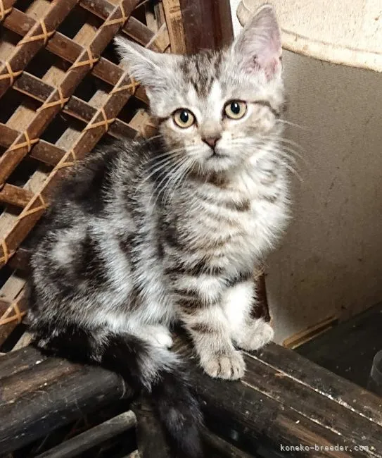 ID:2111-00646の子猫