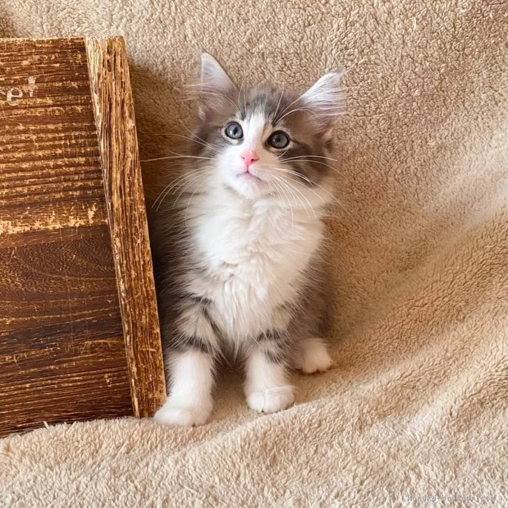 ID:2411-00600の子猫